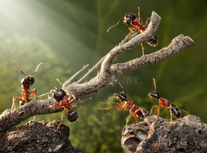 Team van mieren die roestige boom opsplitsen royalty-vrije stock afbeeldingen Team van mieren die roestige boom opsplitsen royalty-vrije stock afbeeldingen