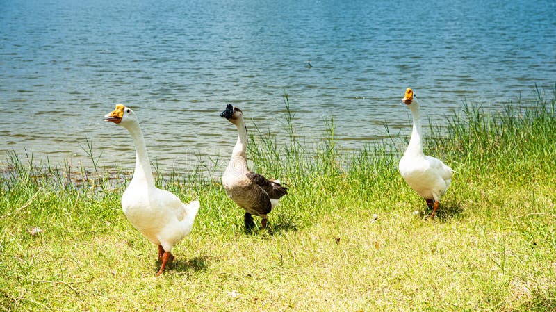 Teamwork concept. A flock of goose walking on the field. Goose family walking as row royalty free stock photos Teamwork concept. A flock of goose walking on the field. Goose family walking as row royalty free stock photos