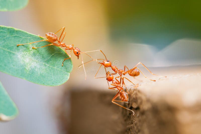 Teamwork red ant bridge unity.selective focus.