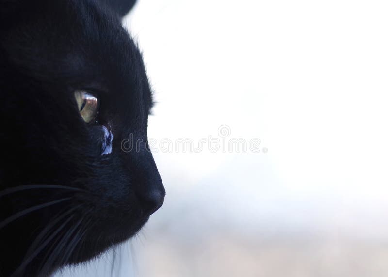 Tears in the Eyes of a Black Cat. Stock Photo Image of focus