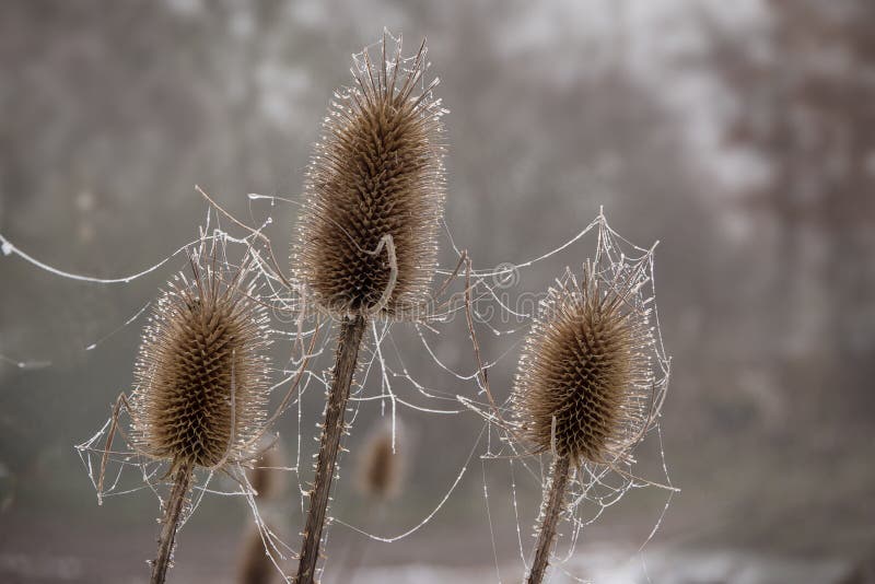 Teasel Dipsacus fullonum, three dry flower heads with frozen s