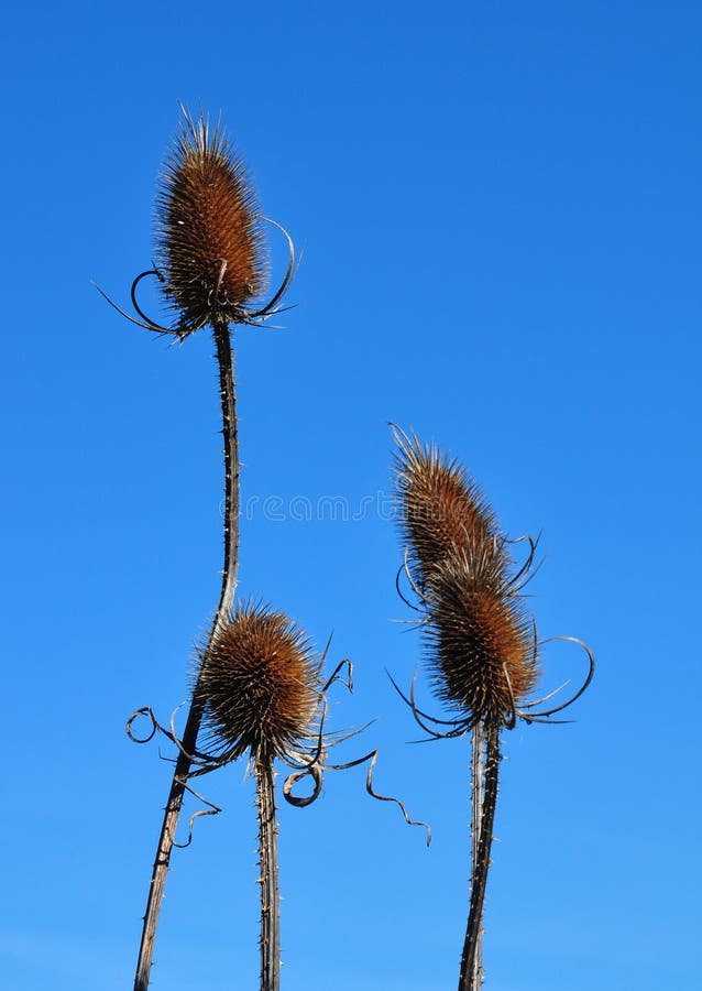 teasel för fullonum s för dipsacus fullare royaltyfria bilder teasel för fullonum s för dipsacus fullare royaltyfria bilder