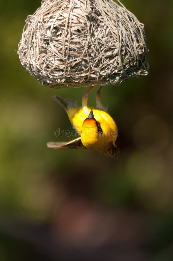 A weaver bird in South Africa's Madikwe Game Reserve. A weaver bird in South Africa's Madikwe Game Reserve.