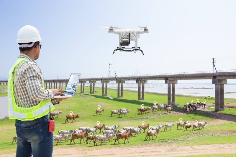 Technician farmer use computer control drone tracking the cow.