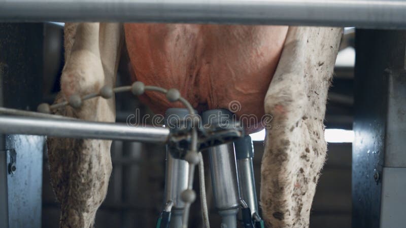 Technological cow milking machine working in agricultural manufacture close up.