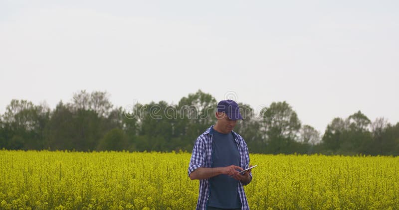 Technologie im Landwirtschaftslandwirt, der digitale Tablette auf Ölsaatbauernhoffeld verwendet