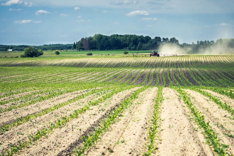 Technology of Growing Corn on Sand Under the Scorching Sun Stock Photo