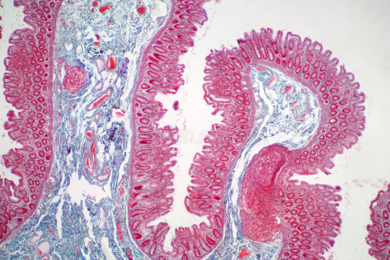 Human large intestine tissue under microscope view. Histological for human physiology. Human large intestine tissue under microscope view. Histological for human physiology.