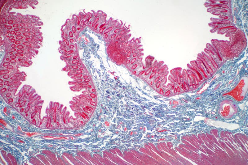 Human large intestine tissue under microscope view. Histological for human physiology. Human large intestine tissue under microscope view. Histological for human physiology.