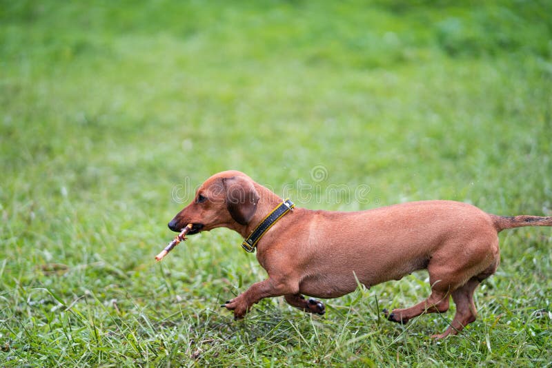 Teckel Aux Cheveux Lisses Standard De Race De Chien Le Chien