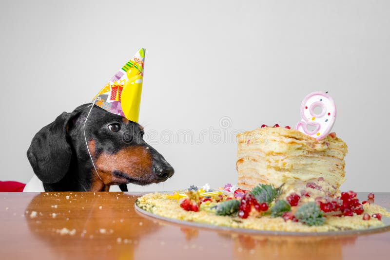 Teckel De Joyeux Anniversaire Photos Libres De Droits Et Gratuites De Dreamstime Teckel De Joyeux Anniversaire Photos Libres De Droits Et Gratuites De Dreamstime