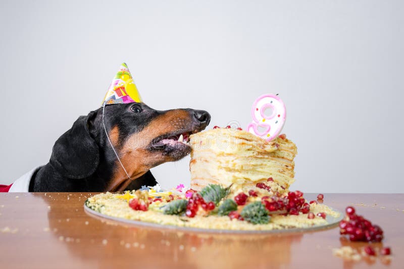 Teckel De Joyeux Anniversaire Photos Libres De Droits Et Gratuites De Dreamstime Teckel De Joyeux Anniversaire Photos Libres De Droits Et Gratuites De Dreamstime