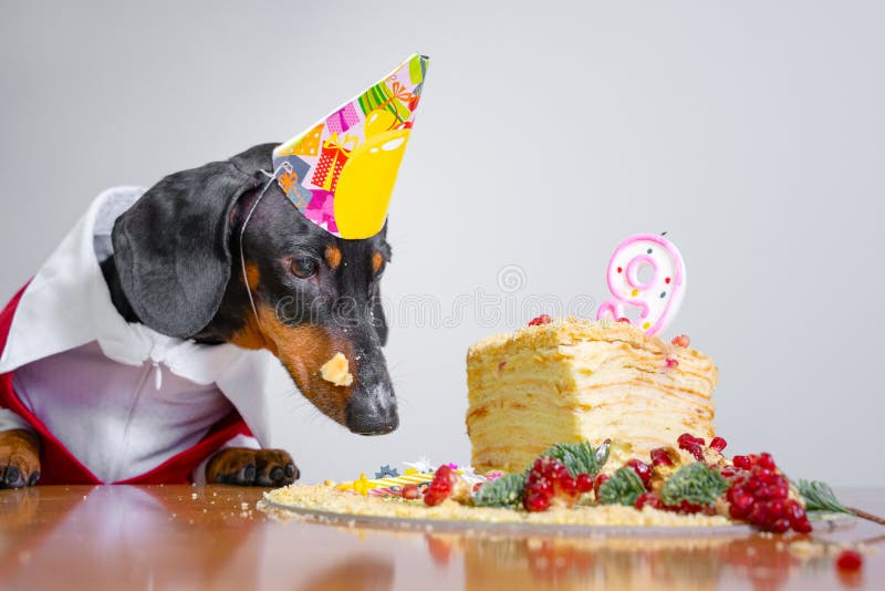 Teckel De Chien De Carte De Joyeux Anniversaire Photos Libres De Droits Et Gratuites De Dreamstime Teckel De Chien De Carte De Joyeux Anniversaire Photos Libres De Droits Et Gratuites De Dreamstime