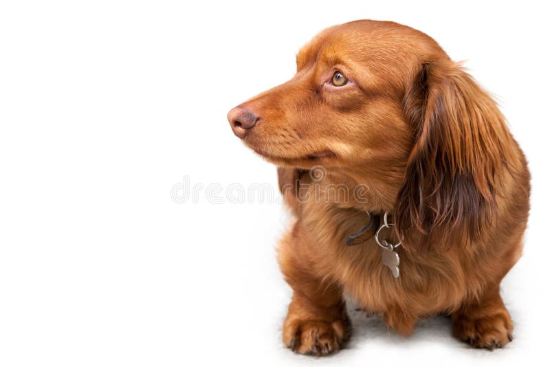 Teckel miniature aux cheveux longs d'isolement sur le blanc photographie stock Teckel miniature aux cheveux longs d'isolement sur le blanc photographie stock