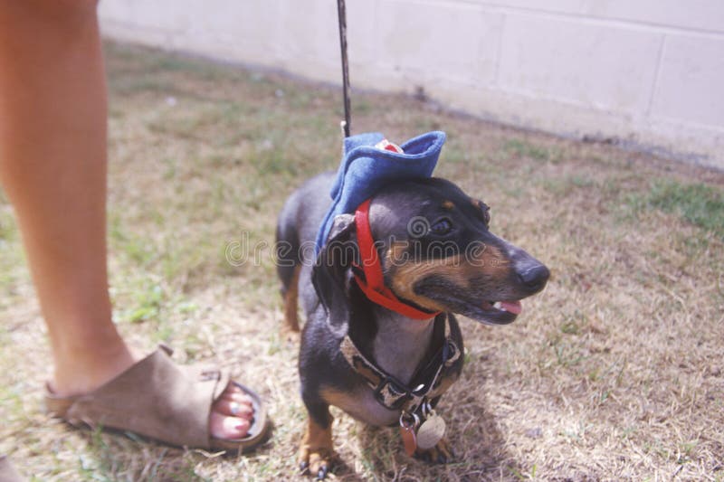 Teckel utilisant un chapeau de cowboy minuscule chez Doo Dah Parade, Pasadena, la Californie image stock Teckel utilisant un chapeau de cowboy minuscule chez Doo Dah Parade, Pasadena, la Californie image stock