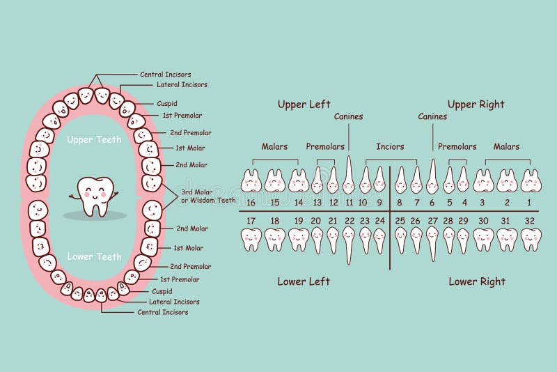 Tecknad filmdiagram för permanent tand