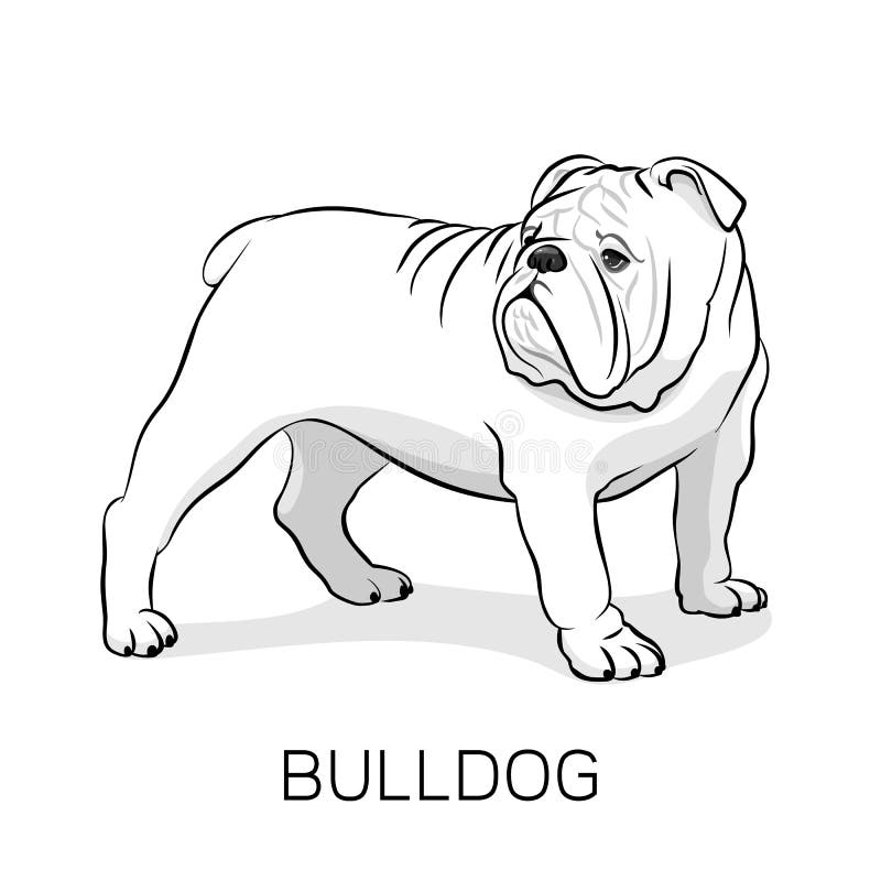 Tecknad filmengelskabulldogg hunden eps formaterar illustrationjpg royaltyfri illustrationer Tecknad filmengelskabulldogg hunden eps formaterar illustrationjpg royaltyfri illustrationer