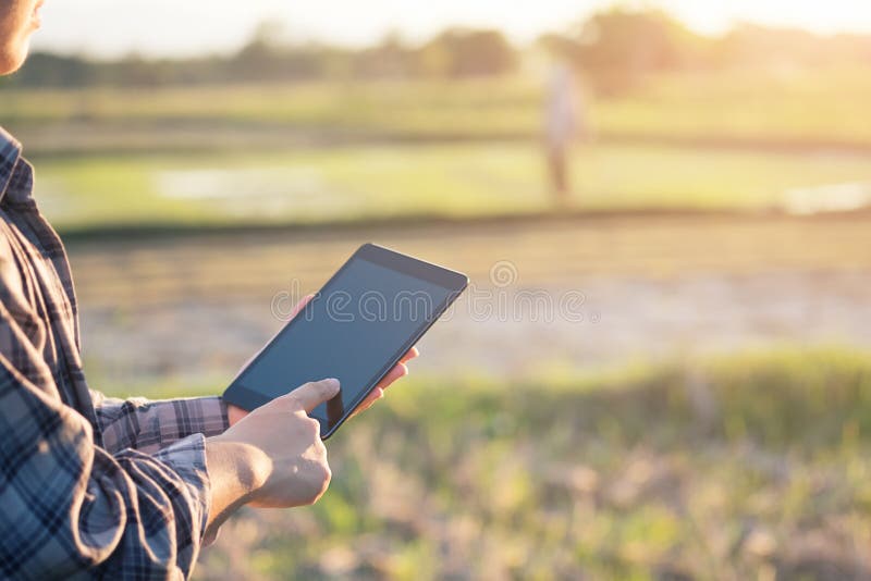 Tecnología de la agricultura, granjero que usa la tableta en campo de la agricultura imagenes de archivo Tecnología de la agricultura, granjero que usa la tableta en campo de la agricultura imagenes de archivo
