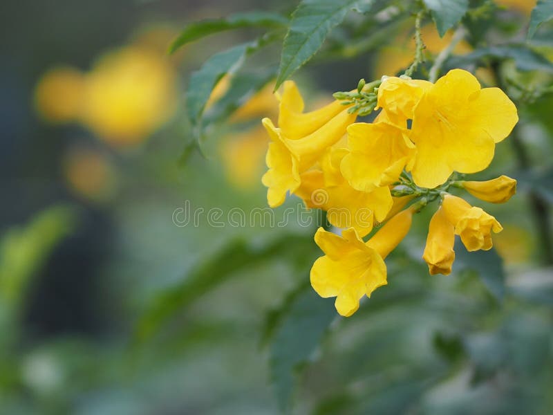 Tecoma Stans Magnoliophyta Lamiales Bignoniaceae Yellow Flower Beautiful in  Nature Blur Background Stock Photo - Image of bignoniaceae, blur: 140196276