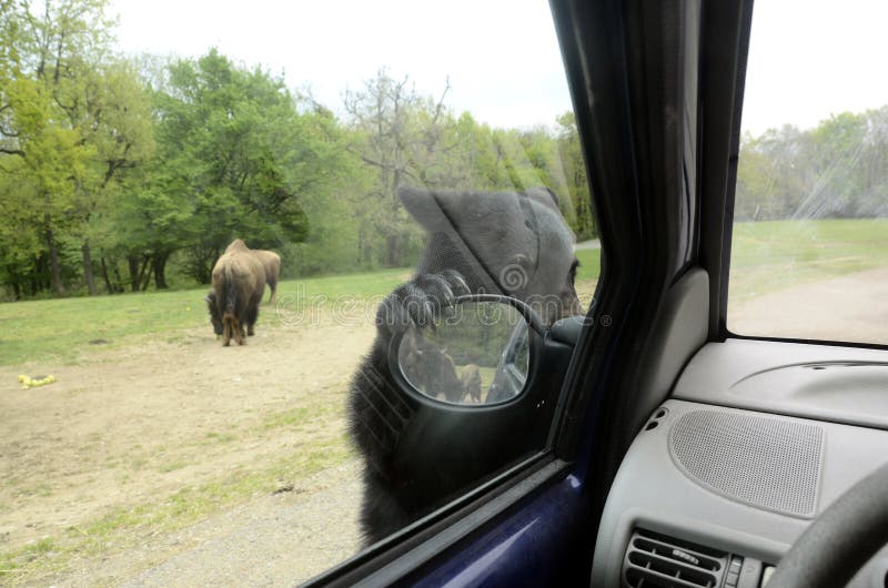 Teddy Bear Clinging To the Rearview Mirror Stock Image Image of cling