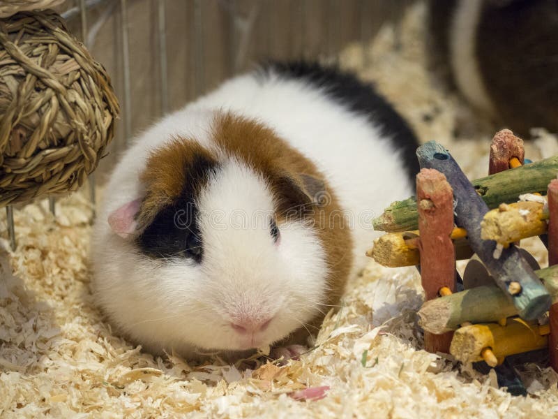 Teddy Guinea Pig sui trucioli di legno con i giocattoli fotografia stock libera da diritti Teddy Guinea Pig sui trucioli di legno con i giocattoli fotografia stock libera da diritti