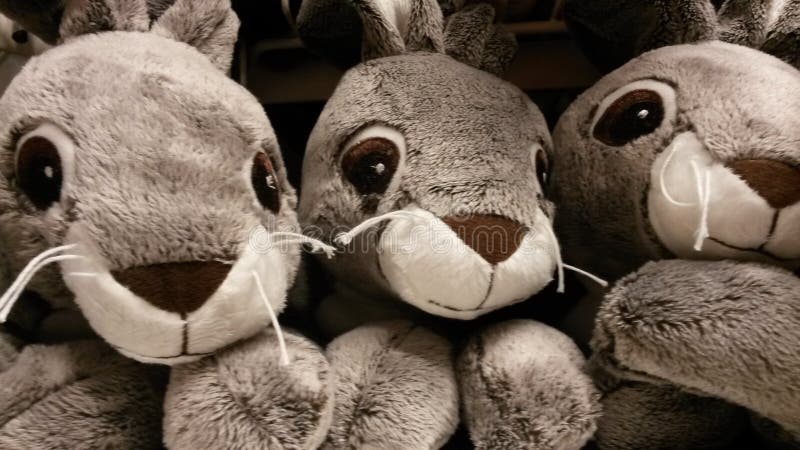Teddy rabbit stock photo. Image of group, snot, shop - 44672858
