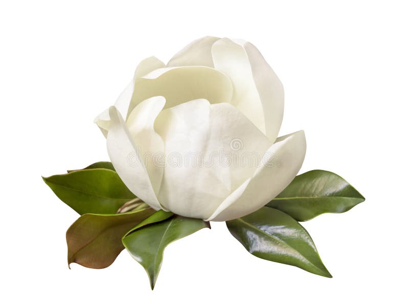 Tedere witte geïsoleerde Magnolia grandiflora bloem royalty-vrije stock afbeelding Tedere witte geïsoleerde Magnolia grandiflora bloem royalty-vrije stock afbeelding