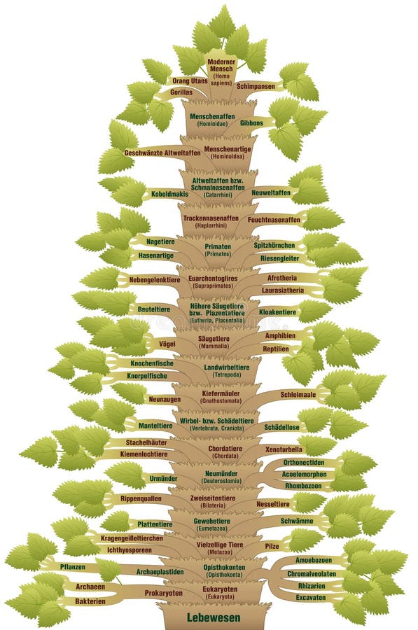 Tedesco filogenetico dell'albero della vita di evoluzione umana royalty illustrazione gratis Tedesco filogenetico dell'albero della vita di evoluzione umana royalty illustrazione gratis