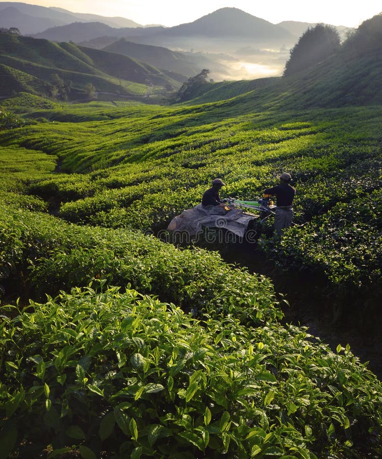 Teepflücker, Morgendämmerung, Grüner Hof, Erntekonzept lizenzfreies stockbild