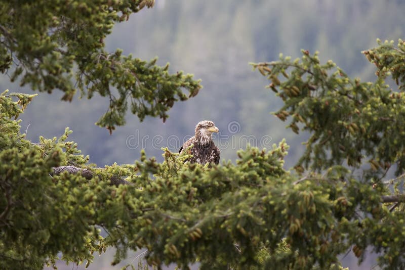 Teen Bald Eagle