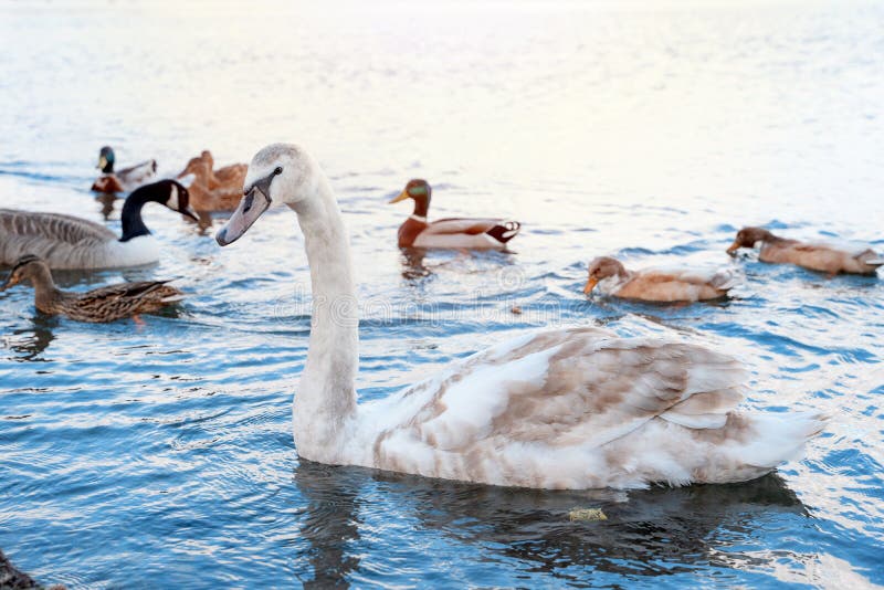 Teenage Swan and Ducks Swimming on Lake in the Beautiful Spring Day ...