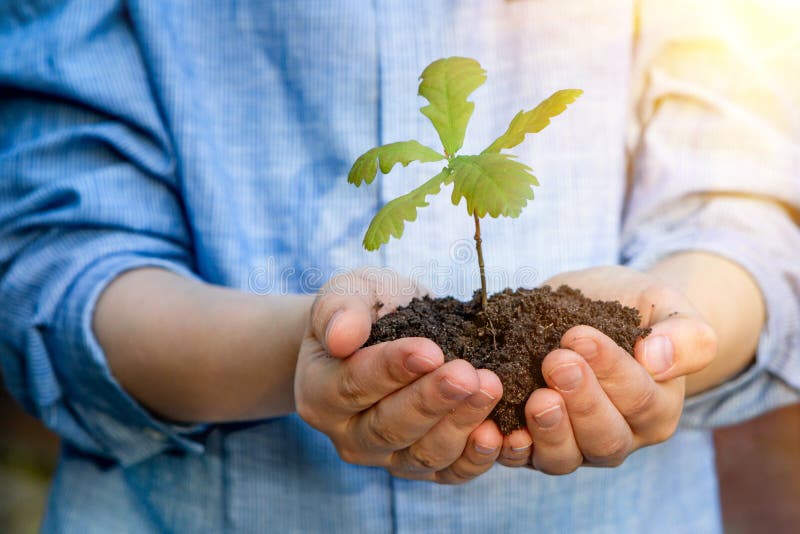 A teenager holds an oak seedling in his palms. Concept - reforestation, eco friendly. Hands with the ground. Spring day