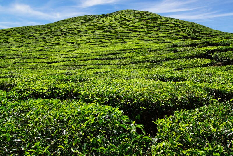 Teeplantage in Malaysia stockbild. Bild von tropisch, grün 