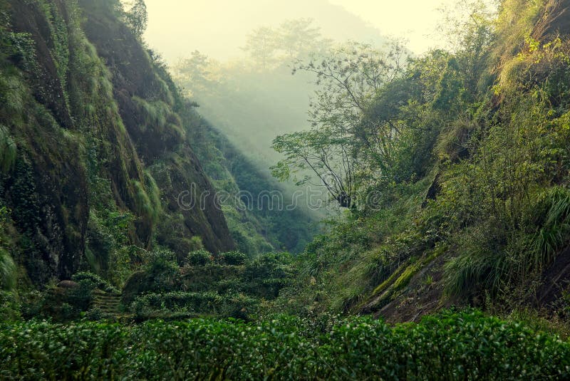 Teeplantage in Fujian-Provinz, China stockbilder Teeplantage in Fujian-Provinz, China stockbilder