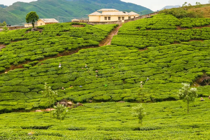 Teeplantagen munnar Indien lizenzfreie stockfotos Teeplantagen munnar Indien lizenzfreie stockfotos