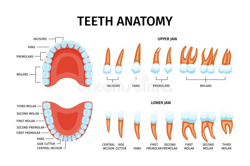 Teeth Anatomy Chart Set stock vector. Illustration of mouth - 268109673