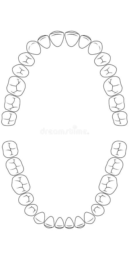 Canine Dental Chart Template