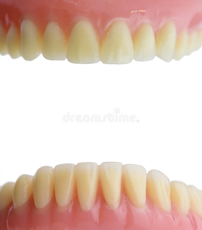 Teeth Gum Human Mouth Anatomy. Isolated on White Background Stock Image Image of human, health