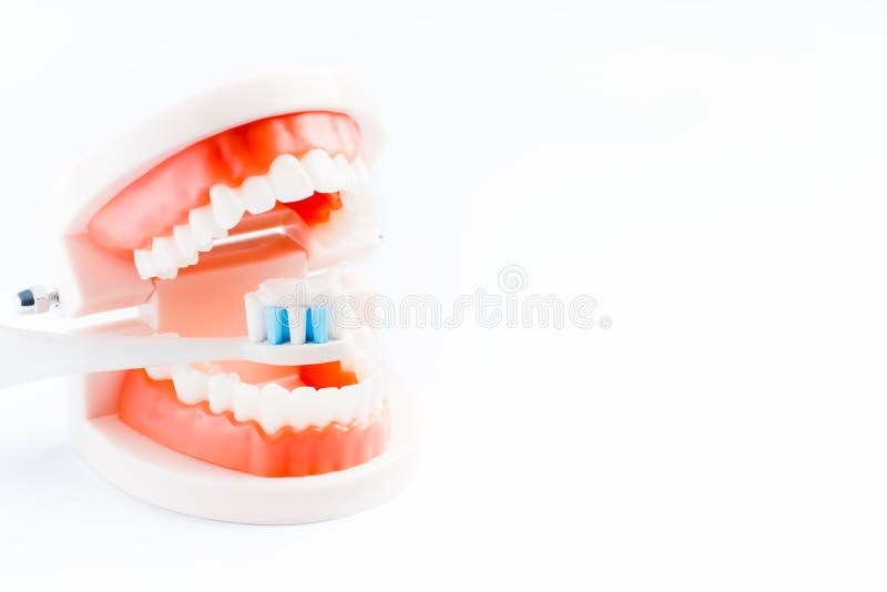 Teeth Model with a Brush and Toothpaste. Dental Care. Dental