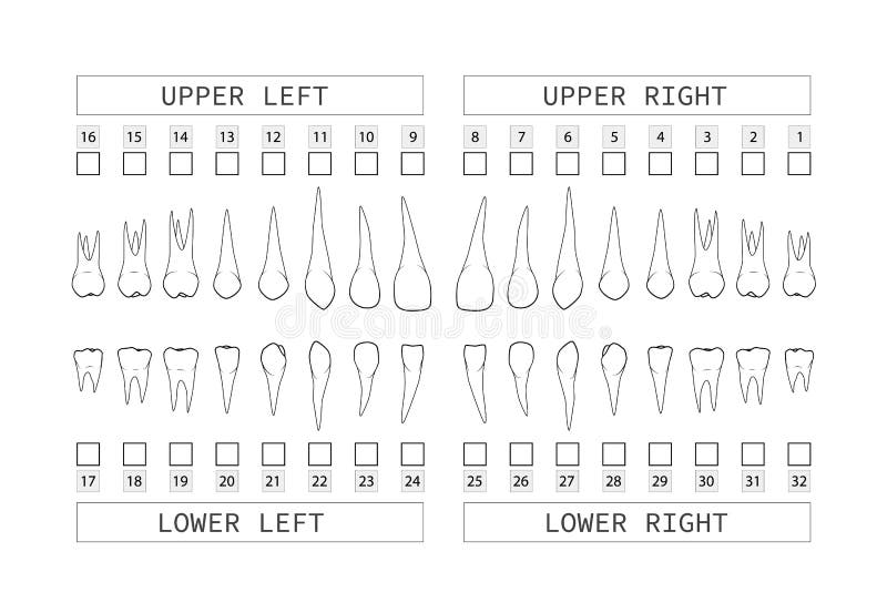 Teeth with roots numbering chart for adult teeth. Dentist numbering system. Vector