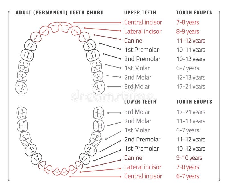 Tooth Chart With Names And Numbers