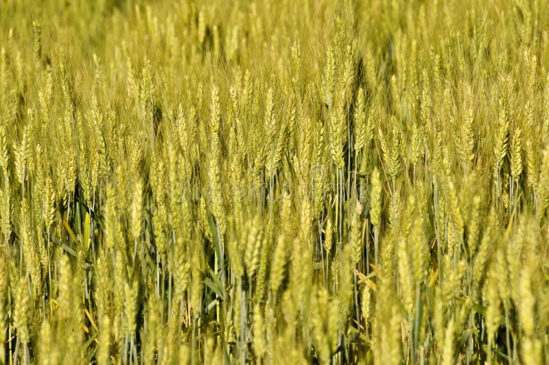 Teff field stock image. Image of grain, blue, sunlight - 34746973
