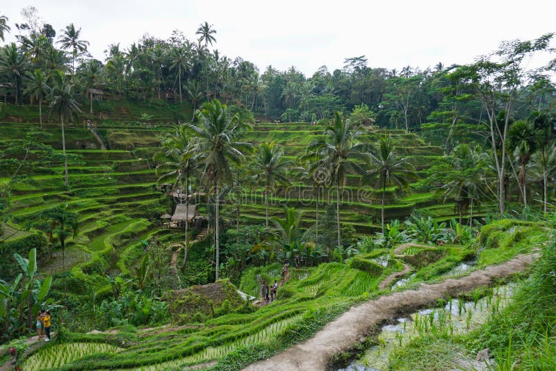 Tegallalang Rice Terrace fields - Ubud - Bali - Indonesia. Indonesia bali ubud stock images, royalty-free photos and pictures