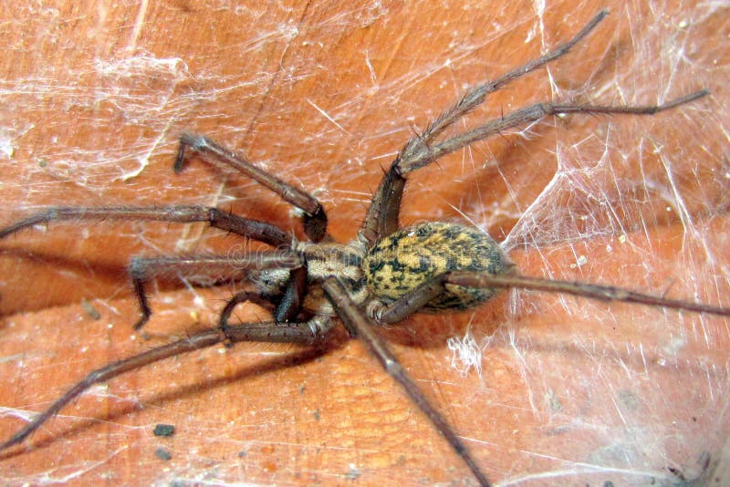 Tegenaria agrestis - luffarespindel royaltyfri fotografi Tegenaria agrestis - luffarespindel royaltyfri fotografi