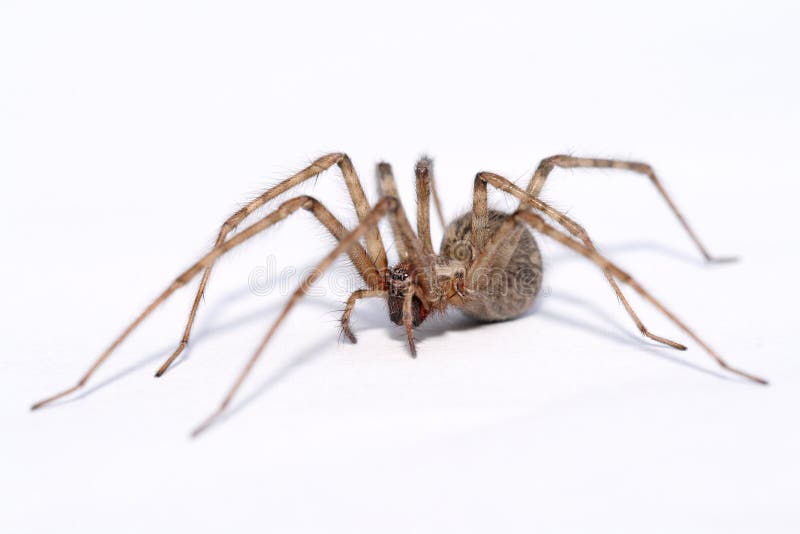 Tegenaria atrica - big spider isolated on white stock images