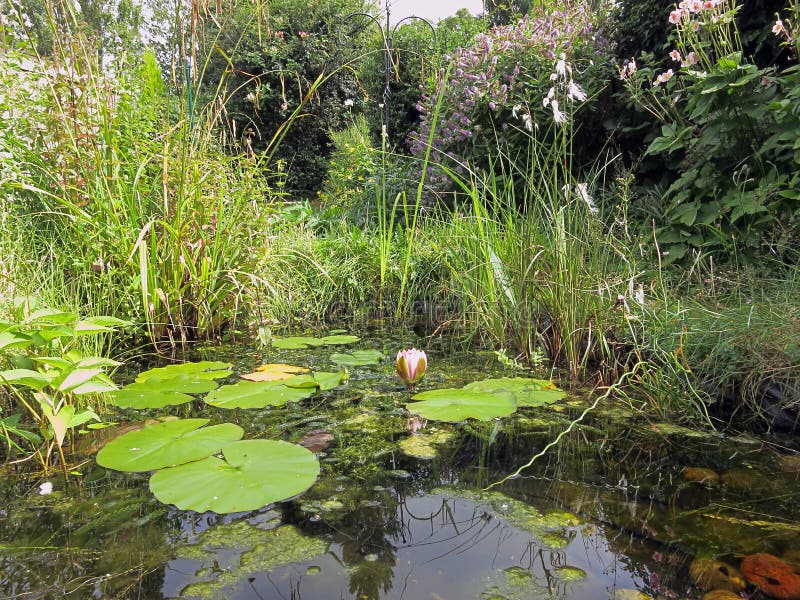 Teich der Garten-wild lebenden Tiere