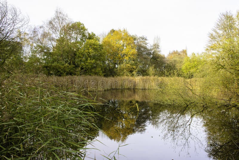 Teich in Herbst farbigem Wald stockfoto Teich in Herbst farbigem Wald stockfoto