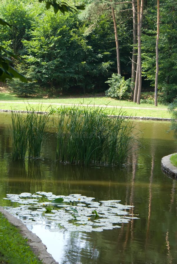 Teich im alten Park stockbild. Bild von laub, saisonal 12824207
