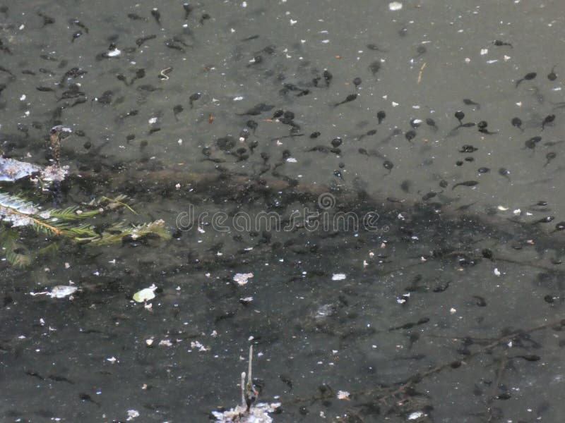 Teich Mit Vielen Kaulquappen Im Wald Stockbild Bild von schwarzes