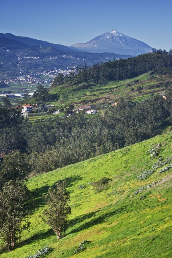 Teide green fields